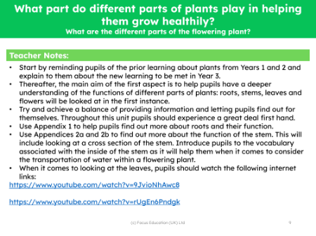 What are the functions of different parts of the flowering plant? - teacher's notes