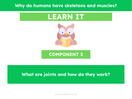 What are joints and how do they work? - Presentation