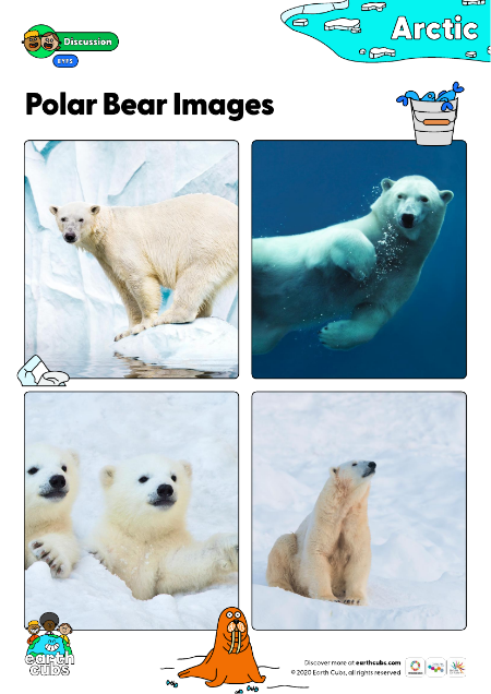 Polar bear images