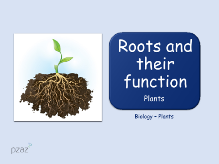 Roots - Presentation
