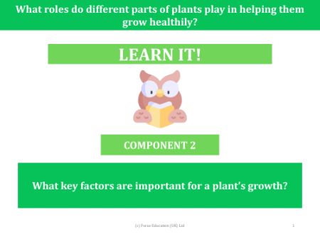 What are the key factors that are important to a plant's growth? - presentation