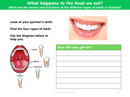 Find the four types of teeth - Worksheet