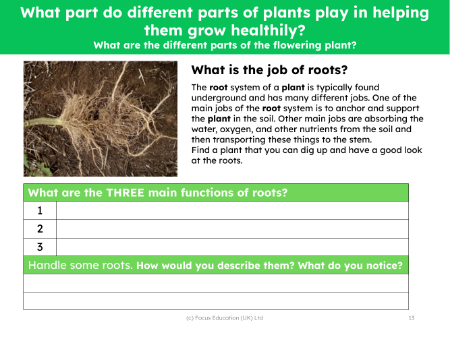 What is the job of roots? - worksheet