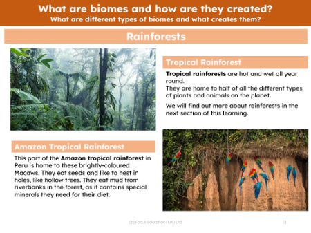Rainforest - Info sheet