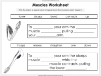 Muscles - Worksheet