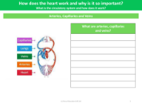 Arteries, capillaries and veins - Worksheet