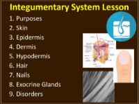 Integumentary System - Student Presentation