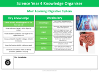 Knowledge organiser - Digestive system - Year 4