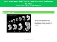 The unborn child - Diagram - Year 5