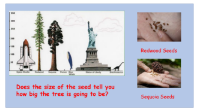 Flowers and Trees - Seed and Tree Size