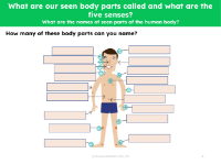 How many body parts can you name? - Worksheet