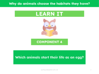 Which animals start their life as an egg? - Presentation