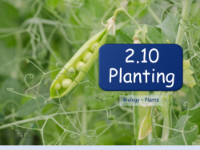 Planting - Presentation