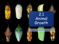 Animal Growth - Presentation