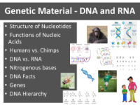 Genetic Material - DNA and RNA - Student Presentation