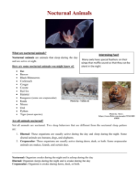 Nocturnal Animals - Reading with Comprehension Questions