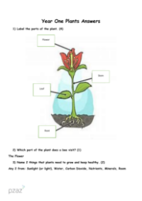 Plants - Answers