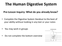 Human Body Systems - Digestive System Teaching Presentation