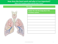 The lungs - Worksheet