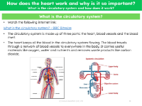 Circulatory system - Info sheet