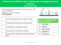 The life cycle of a plant - vocabulary and definition activity - worksheet