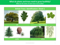 British Trees: Identification: sheet 1 - Plants - Year 2