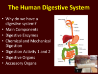 The Human Digestive System - Teaching Presentation