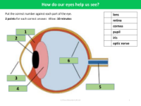 How do our eyes help us see? - Number the parts of eye - Light - Year 6