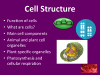 Cell Structure and Function - Student Presentation