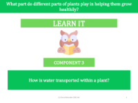 How is water transported within a plant? - presentation