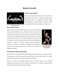 Muscle Growth - Reading with Comprehension Questions 2