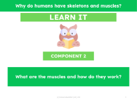 What are the muscles and how do they work? - Presentation