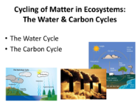 The Cycling of Matter: The Water and Carbon Cycles - Student Presentation