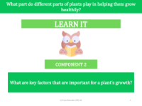 What are the key factors that are important to a plant's growth? - presentation