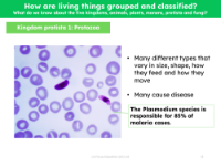 Kingdom Protista - Info sheet