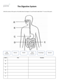 Digestive System Labelling