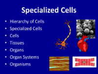 Specialized Cells - Student Presentation