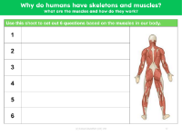 Your questions about muscles
