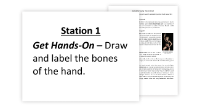 Muscular and Skeletal System - 7 Engaging Lab Stations