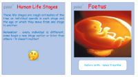 Human Life Stages Cards