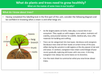 What do I know about trees? - Info Pack - Year 2