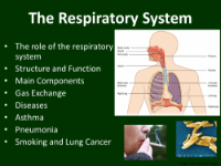 The Respiratory System - Middle School Teaching Presentation