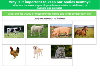 Names of young animals - Worksheet