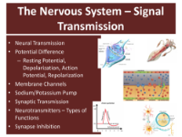 The Nervous System - Signal Transmission - Teaching Presentation