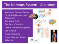 The Nervous System - Anatomy - Student Presentation