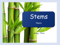 Stems - Presentation