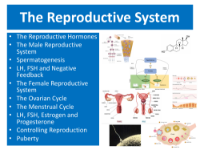 The Reproductive System - Student Presentation