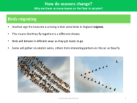 Birds Migrating - Seasonal Change - Year 1