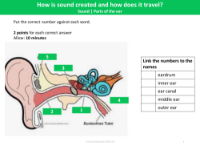 Picture match - Parts of the ear