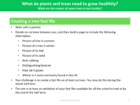 Creating a tree fact file - Activity - Year 2